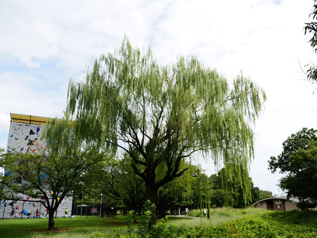 9月の水元公園9