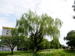 9月の水元公園9