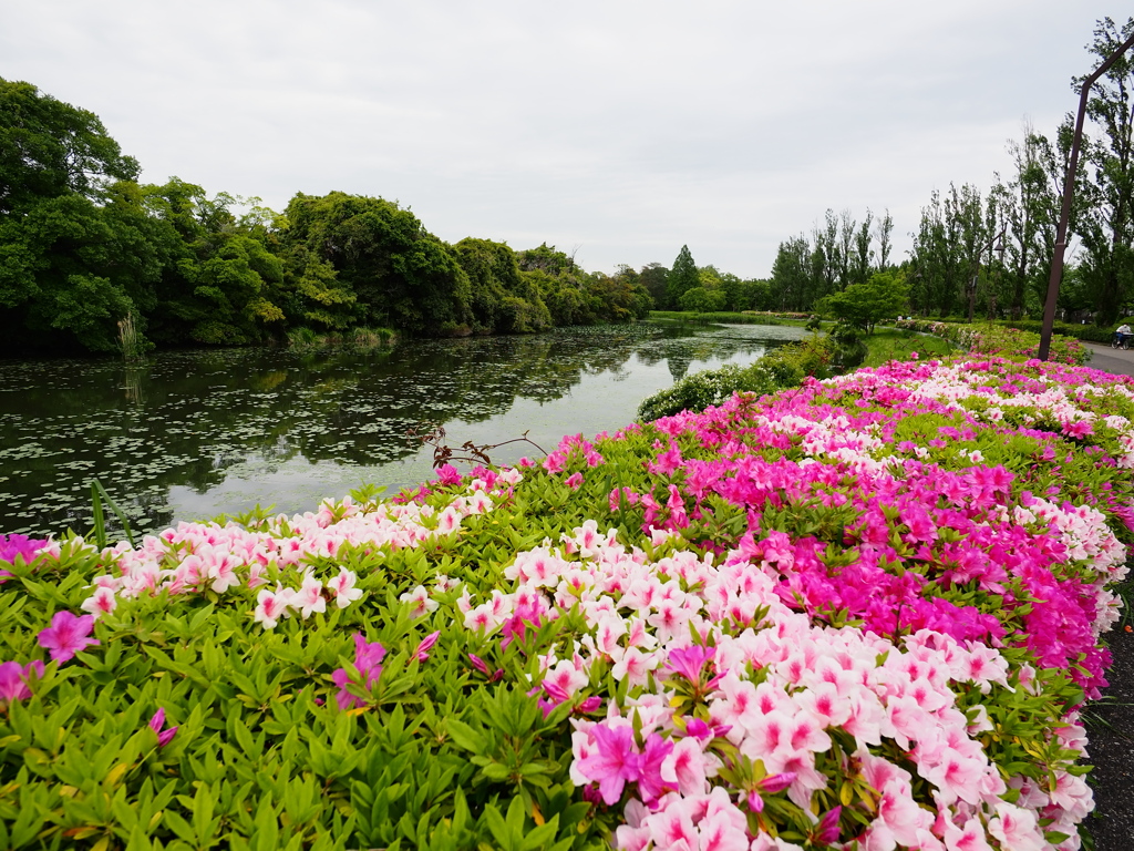4月の水元公園1
