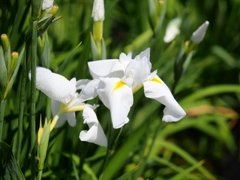 堀切菖蒲園の花菖蒲7