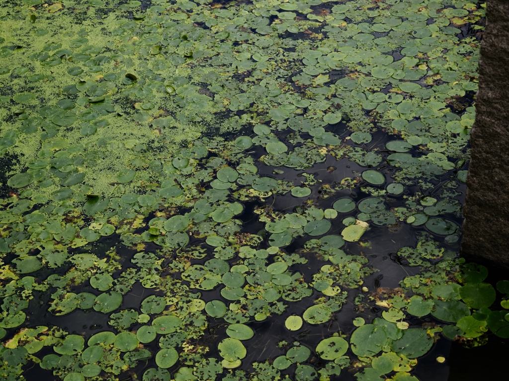 水元公園シン望遠1