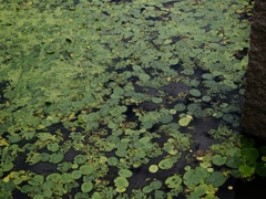 水元公園シン望遠1