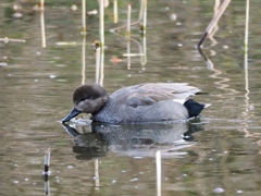 水元公園の鳥12