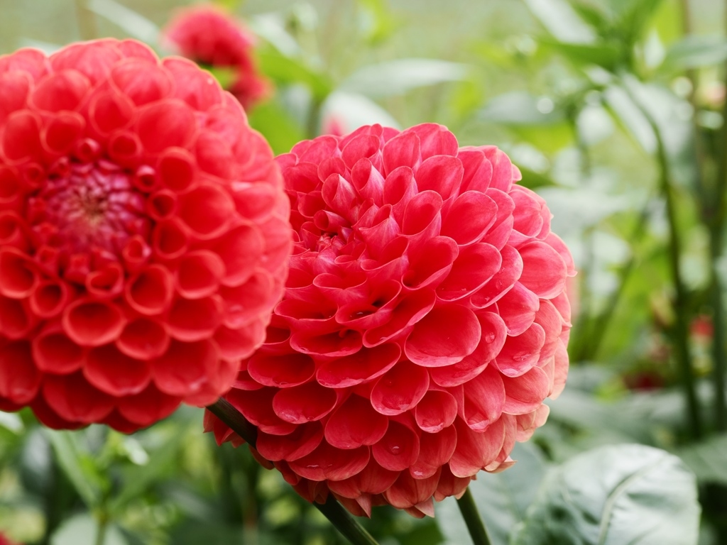 両神山麓花の郷ダリア園67