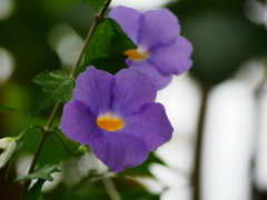 熱帯植物園34