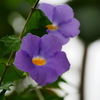 熱帯植物園34