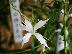 向島百花園44