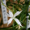 向島百花園44