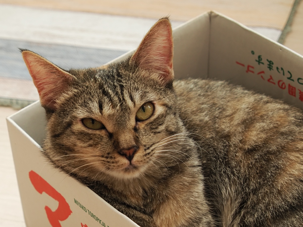 猫まるカフェ19