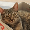 猫まるカフェ19