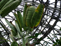 熱帯植物園33