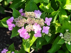 堀切菖蒲園の花菖蒲2