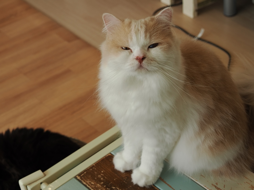 猫まるカフェ12