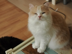 猫まるカフェ12