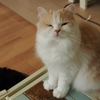 猫まるカフェ12