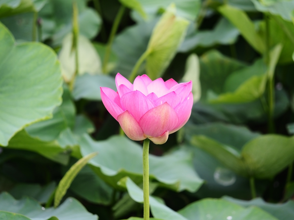 水元公園の蓮17
