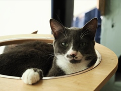 猫まるカフェ22