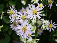 向島百花園28