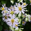 向島百花園28