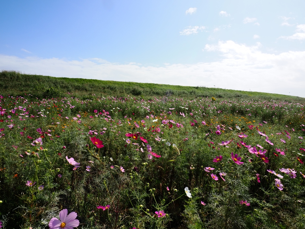 江戸川松戸フラワーライン4