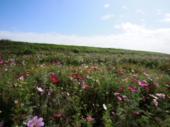 江戸川松戸フラワーライン4