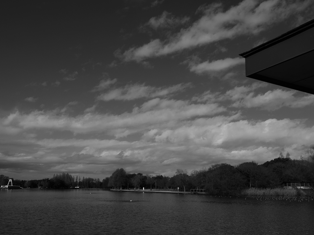 水元公園のモノクロ5