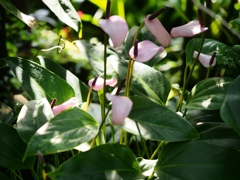 市川動植物園32