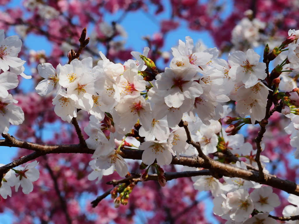 小貝川の桜13