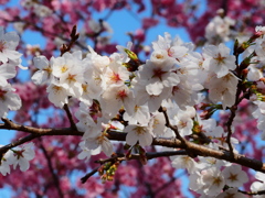 小貝川の桜13