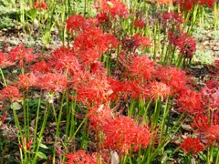 府中郷土の森公園36