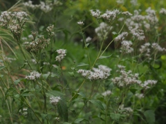 向島百花園22
