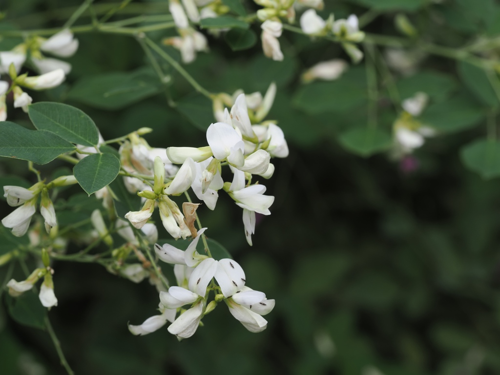 向島百花園12