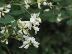 向島百花園12