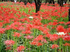府中郷土の森公園26