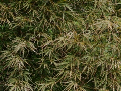 向島百花園20