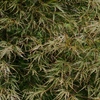 向島百花園20