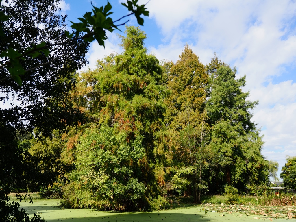 水元公園シン望遠2