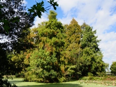 水元公園シン望遠2