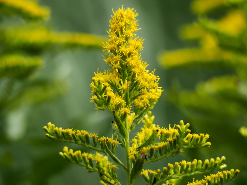 水元公園シン望遠6