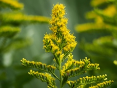 水元公園シン望遠6