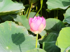 水元公園の蓮4