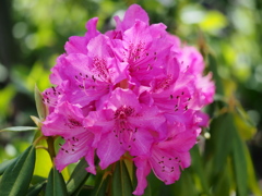 4月の堀切菖蒲園2