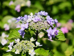 堀切菖蒲園の花菖蒲4