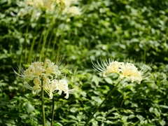 府中郷土の森公園14