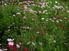 荒川河川敷のコスモス1
