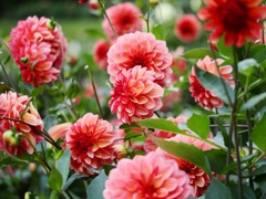 両神山麓花の郷ダリア園40