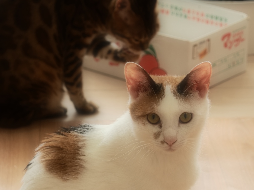 猫まるカフェ9
