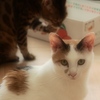 猫まるカフェ9