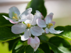 4月の堀切菖蒲園6