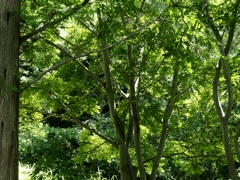 水元公園のボート5